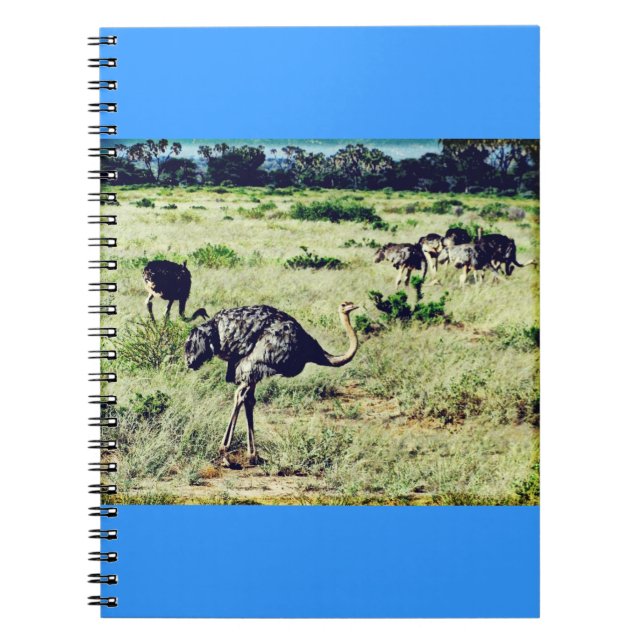 Samburu Ostriches Notizblock (Vorderseite)