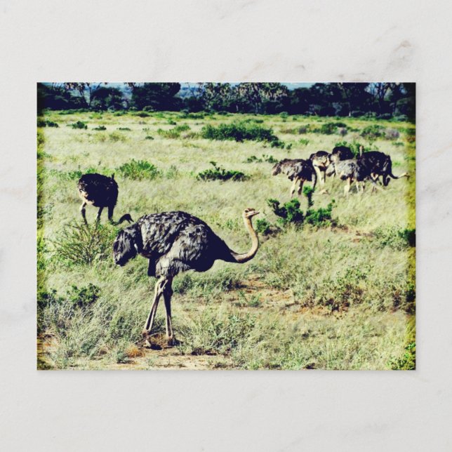 Samburu Ostriches Postkarte (Vorderseite)