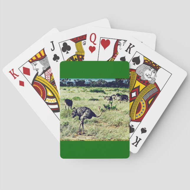 Samburu Ostriches Spielkarten (Rückseite)