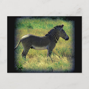 Samburu Zebra Postkarte