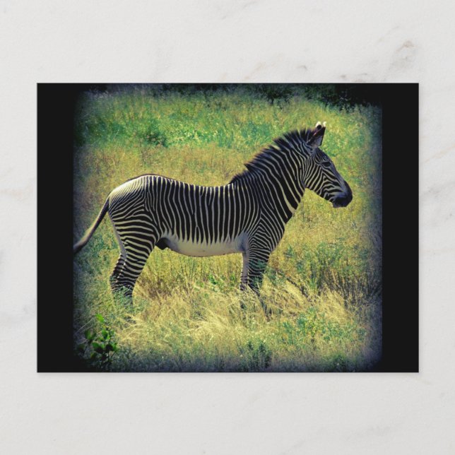 Samburu Zebra Postkarte (Vorderseite)