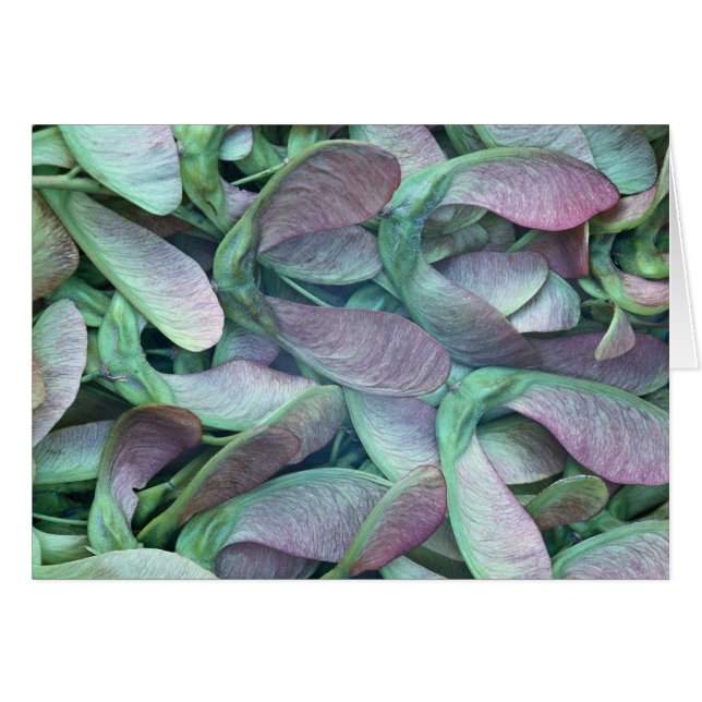 Samen (Vorderseite (Horizontal))