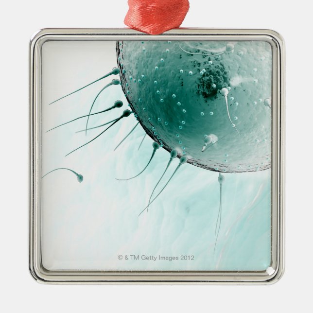 Samenzellen, die ein Ovum befruchten Silbernes Ornament (Vorne)