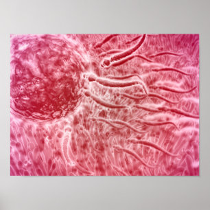 Samenzellen, die in Richtung zum Ei mit Cellia Poster