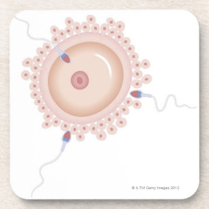 Samenzellen, die verändertes Gen enthalten Getränkeuntersetzer