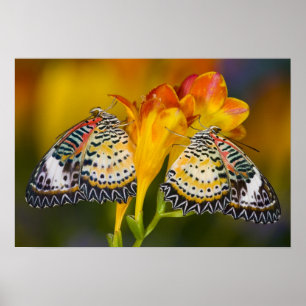 Sammamisch, Washington. Tropische Schmetterlinge 6 Poster