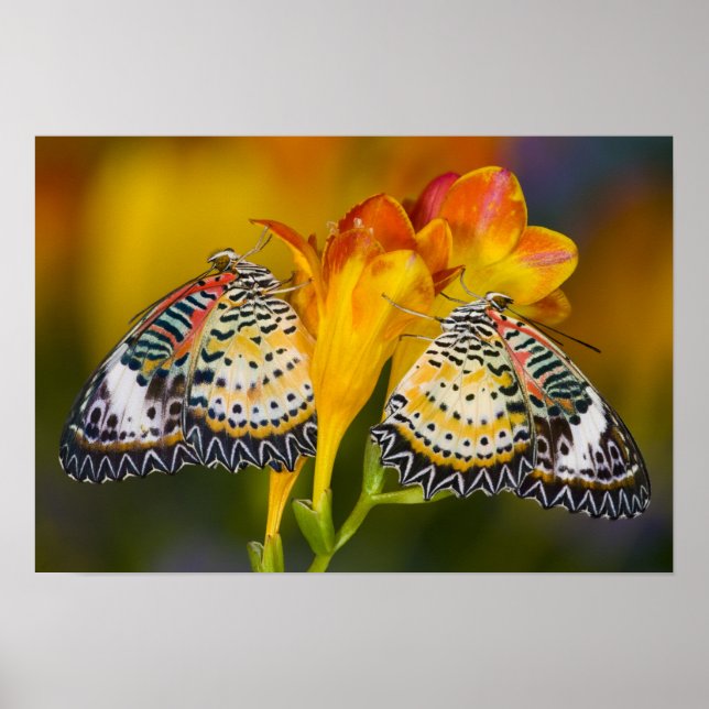 Sammamisch, Washington. Tropische Schmetterlinge 6 Poster (Vorne)