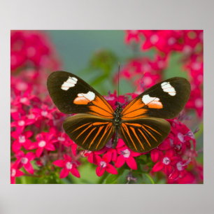 Sammamish Washington Foto eines Schmetterlings auf Poster