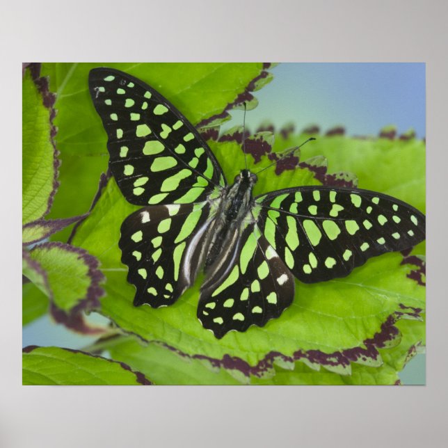 Sammamish Washington Foto of Butterfly on 11 Poster (Vorne)