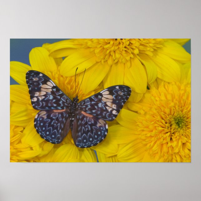 Sammamish Washington Fotograf von Butterfly 43 Poster (Vorne)