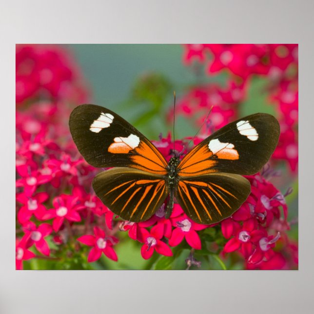 Sammamish Washington Fotograf von Butterfly auf 14 Poster (Vorne)