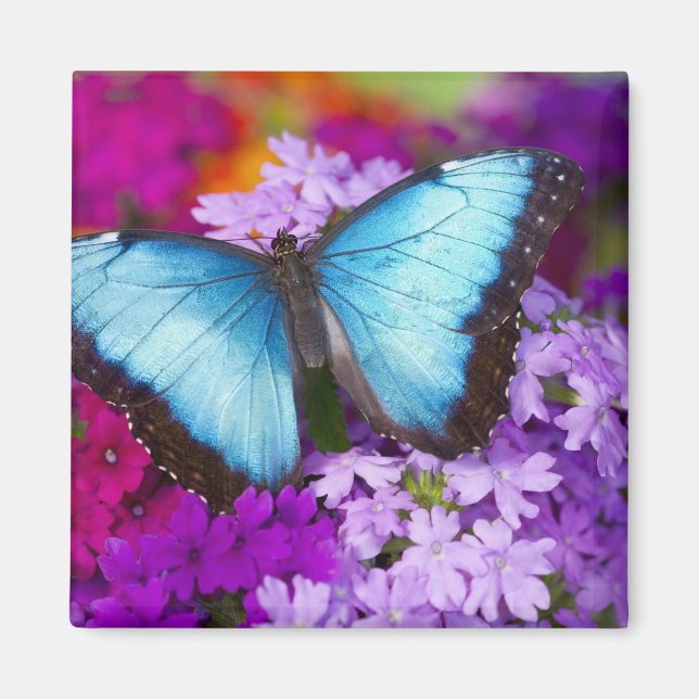 Sammamish Washington Tropical Butterfly Magnet (Vorne)