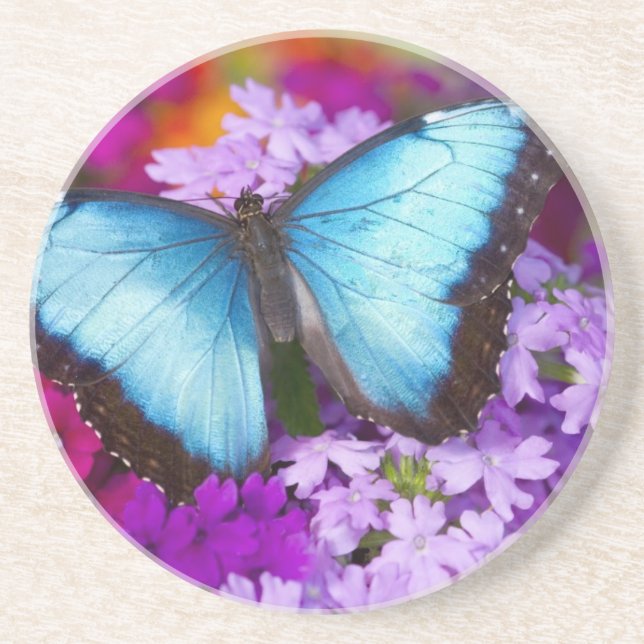 Sammamish Washington Tropical Butterfly Sandstein Untersetzer (Vorne)