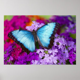 Sammamish Washington Tropischer Schmetterling Poster
