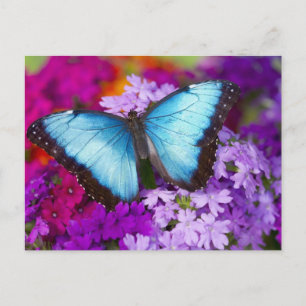 Sammamish Washington Tropischer Schmetterling Postkarte