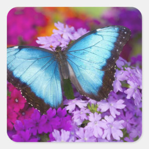 Sammamish Washington Tropischer Schmetterling Quadratischer Aufkleber