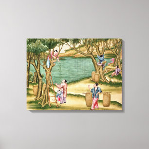 Sammelmaulbeeren Leinwanddruck