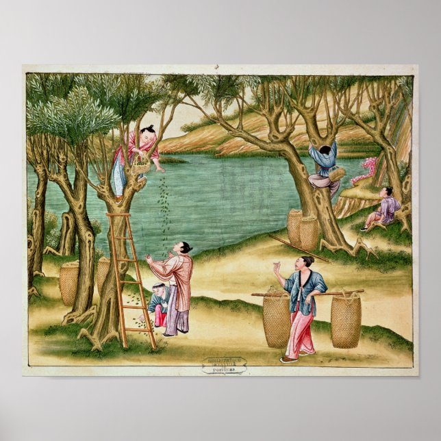 Sammelmaulbeeren Poster (Vorne)