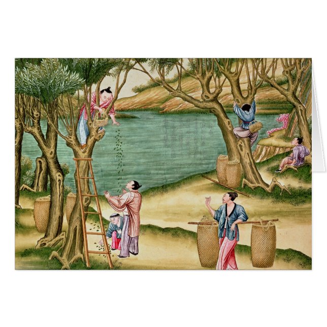 Sammeln der Maulbeeren (Vorderseite (Horizontal))