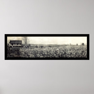 Sammeln-Foto 1907 König-Baumwolle Poster