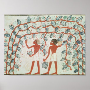 Sammelntrauben, vom Grab von Nakht Poster