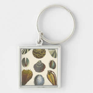 Sammlung der Konchologie Schlüsselanhänger