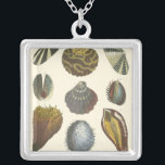 Sammlung der Konchologie Versilberte Kette<br><div class="desc">Wenn Sie heute nicht an den Strand kommen, erhalten Sie dieses klassische Bild dieses einzigartigen Images von Albertus Seba! Stellen Sie sich einen Strand vor, der Meeresanemonen entdeckt, die die Natur zu bieten hat. Diese Muscheln und Pflanze am Meer sind in diesem Gemälde von warmem Sand umgeben und eignen sich...</div>