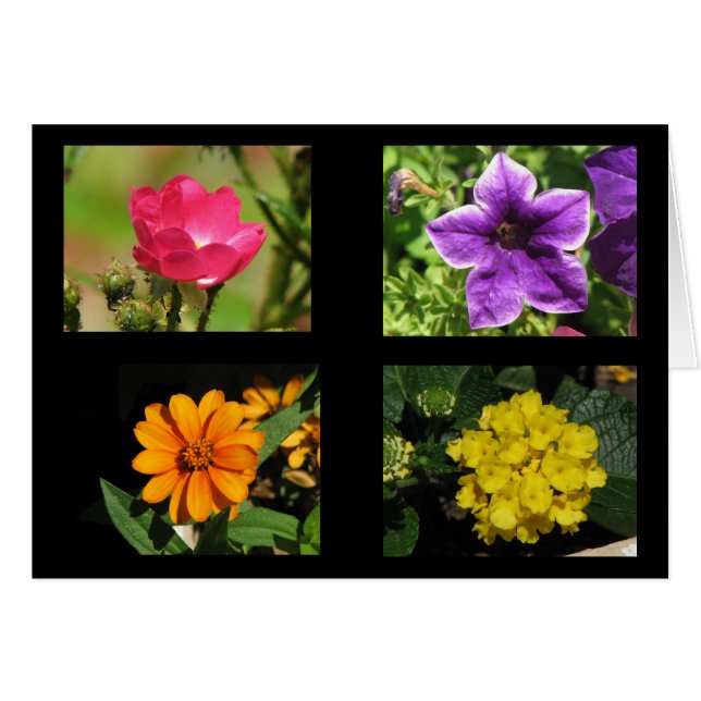 Sammlung hübscher Blume (Vorderseite (Horizontal))