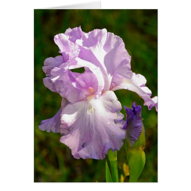Sammlung "Iris in the Morn" (Vorne)