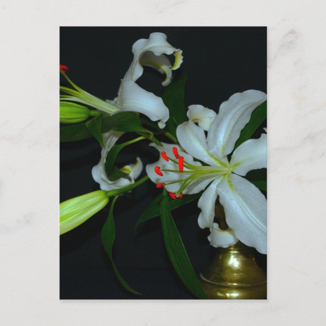 Sammlung irischer Muster und Blume Postkarte (Vorderseite)