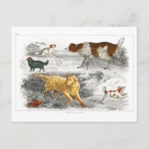 Sammlung verschiedener Hunde von Oliver Goldsmith