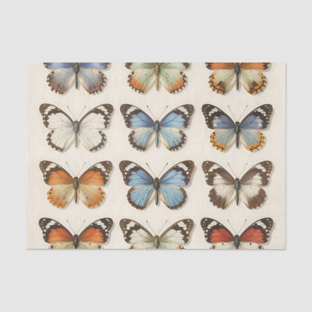 Sammlung vintage Schmetterlingsexemplare Seidenpapier (Vorderseite)