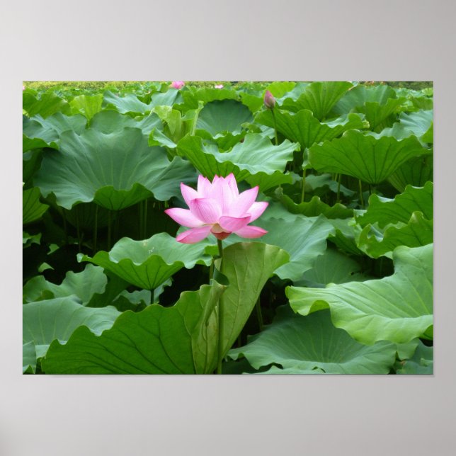 Sammlung von Blume: Lotus Poster (Vorne)