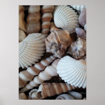 Sammlung von Muscheln, Poster, Natur, Sommer Stran