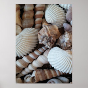 Sammlung von Muscheln, Poster, Natur, Sommer Stran Poster