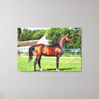 Sammlung von Pferden Leinwanddruck