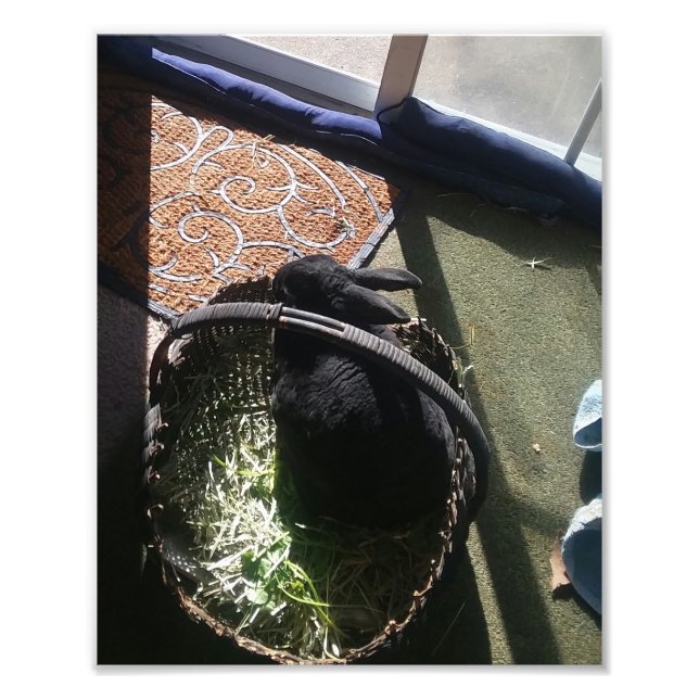 SAMMY I FOTODRUCK (Vorne)