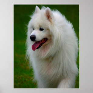 Samojed-Hund-Plakat. Poster