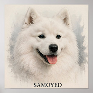 Samojede lächelnde arktische Hunderportrait Poster