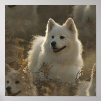 Samoyed Dog Breed Poster
