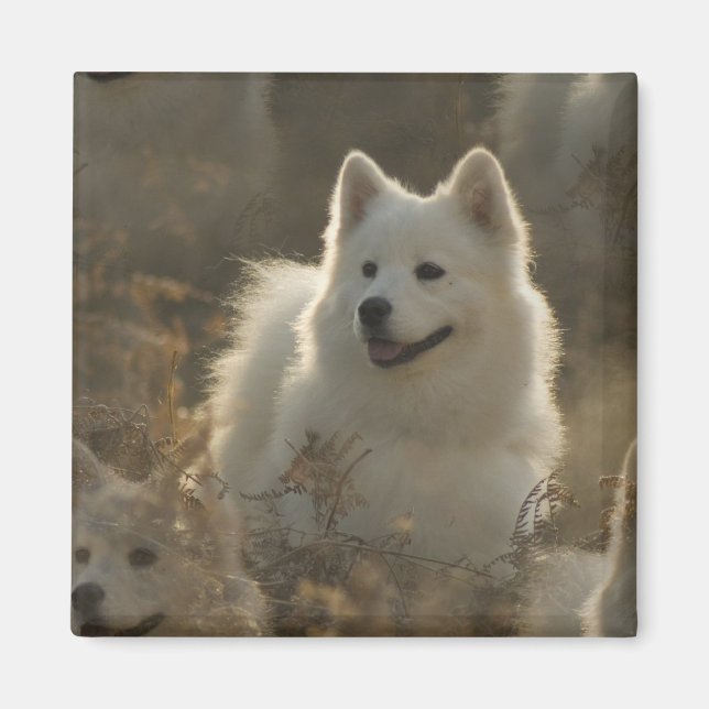 Samoyed Dog Breed Square Magnet (Vorne)