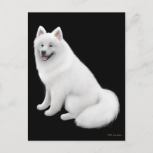 Samoyed Dog Postcard Postkarte