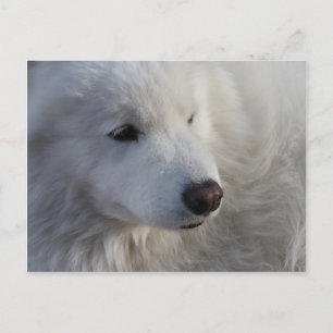 Samoyed Dog Postcard Postkarte
