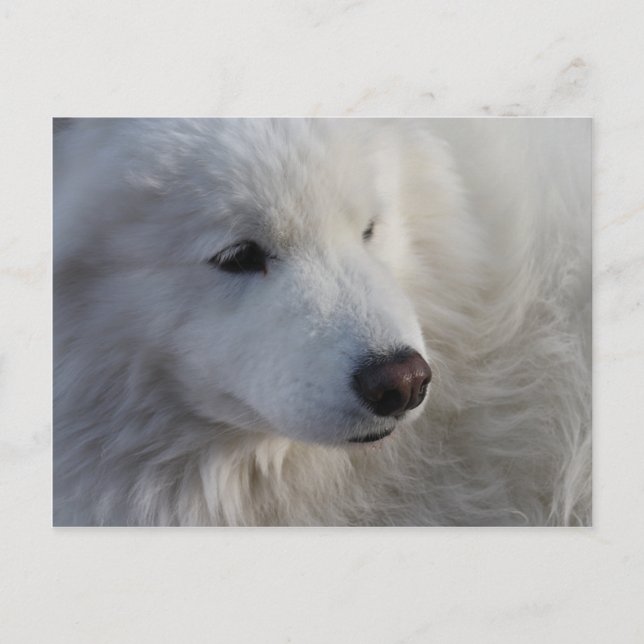 Samoyed Dog Postcard Postkarte (Vorderseite)