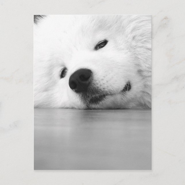 Samoyed-Foto-Hundeweiß Postkarte (Vorderseite)