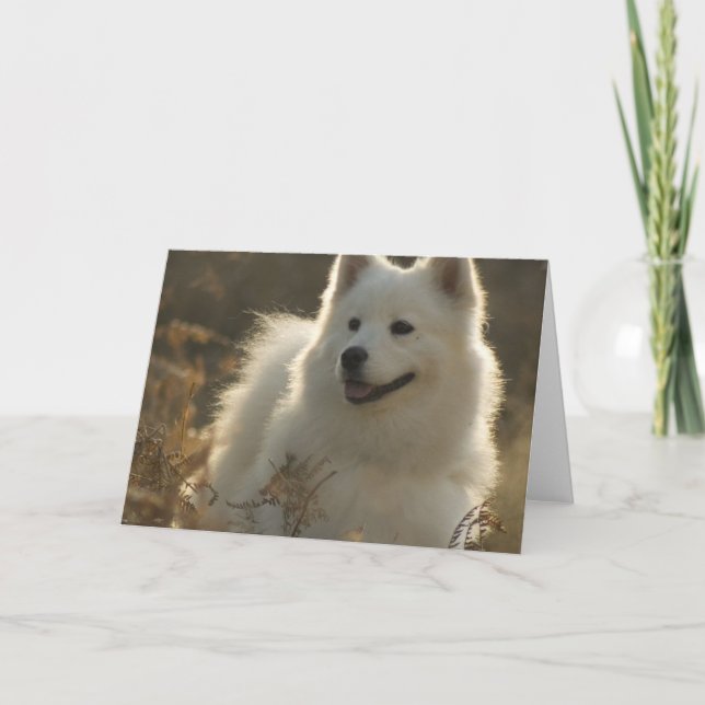 Samoyed-Gruß-Karte Karte (Vorderseite)