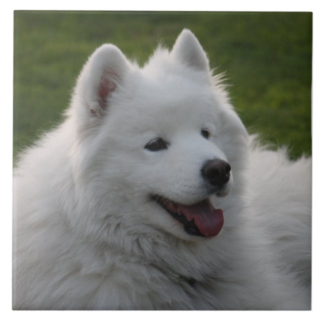 Samoyed-Hundefliese Fliese (Vorderseite)