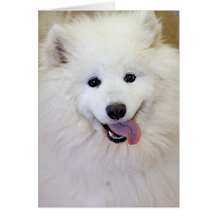 Samoyed-Hundezucht-Gruß/Mitteilungskarten
