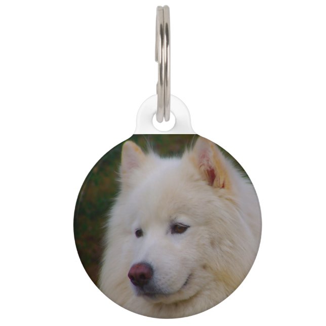 Samoyed Husky Hund. Haustiermarke (Vorderseite)