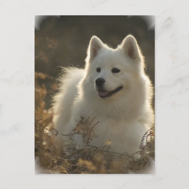 Samoyed Postcard Postkarte (Vorderseite)
